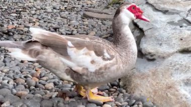 Parktaki canlı bir Moscovy (Cairina Moschata) ördeğinin yakın plan çekiminde eşsiz özellikleri ve renkli ayrıntıları gözler önüne serilir. Doğa severler ve vahşi yaşam meraklıları için mükemmel..