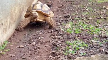 Kaplumbağanın yavaşça kameraya doğru yürüdüğü yakın plan, desenli kabuğunu ve zarif hareketlerini gösteriyor. Vahşi yaşam, doğa veya koruma temaları için ideal, sakin hayvan davranışlarını vurgulamak