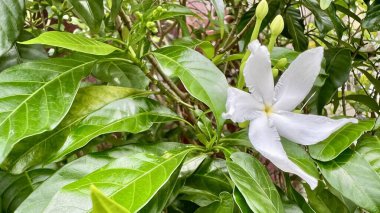 Güzel botanik fotoğrafı, doğal duvar kağıdı.