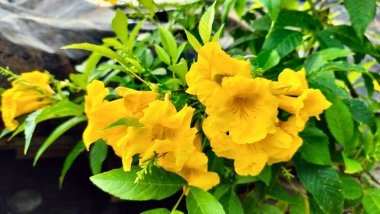 Bahçedeki güzel çiçekler