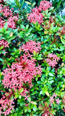 Bahçede kırmızı ve yeşil yapraklar