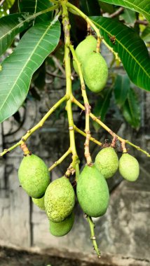 Ağaçtaki olgun elmalar