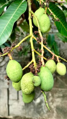 bir ağacın yeşil yaprakları