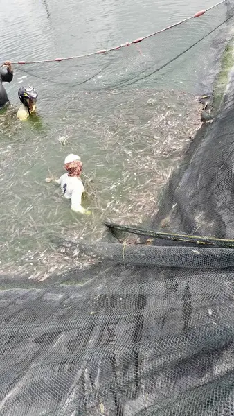 Gölde balık ağı