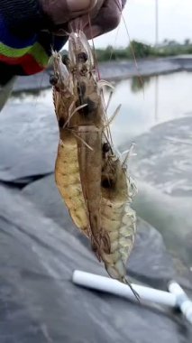 Balığı tutan bir ele yaklaş.