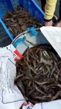 balık Balık pazarı