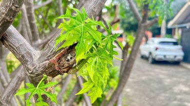 Canlı taze yeşil yaprakların yakın çekimi desenli bir ağaç dalından ortaya çıkıyor. Kentsel ortamlarda büyüme, yenilenme ve doğa kavramları için mükemmel. Arkaplan ve tasarımlar için ideal.