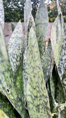 Sansevieria bitkilerine doğrudan güneş ışığı altında yakından bakmak. Sansevieria bitkilerinin fotokopi alanı olan güzel duvar kağıtları. Yakın, dikey