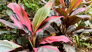 Çarpıcı yakın plan tropikal bitki yaprakları, çarpıcı pembe, yeşil ve mor renkler. Botanik, doğa ve bahçe temaları için mükemmel. Renk ve tazelik katıyor..