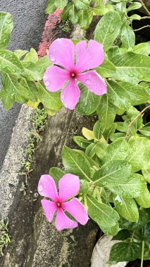 Pelerin menekşe (Catharanthus roseus) çiçeğinin arka plan fotoğrafı yağmurdan sonra seçici bir odak ile bahçede