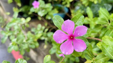 Pelerin menekşe (Catharanthus roseus) çiçeğinin arka plan fotoğrafı yağmurdan sonra seçici bir odak ile bahçede