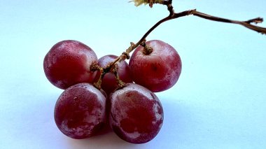 Beyaz arka planda izole edilmiş, sarmaşığa çiğ damlası damlatılmış taze kırmızı üzümler. Gıda, sağlık, organik üretim ve tazelik temalı ticari projeler için ideal