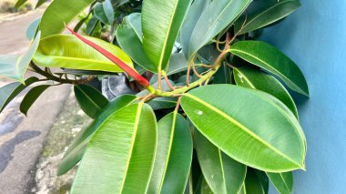 Ficus elastica 'nın (lastik bitki) canlı kırmızı kılıflı ve parlak yeşil yapraklı yakın çekimi, pastel mavi bir duvara dayanır. Botanik, doğa veya iç tasarım kavramları için ideal
