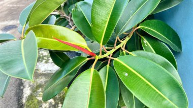 Ficus elastica 'nın (lastik bitki) canlı kırmızı kılıflı ve parlak yeşil yapraklı yakın çekimi, pastel mavi bir duvara dayanır. Botanik, doğa veya iç tasarım kavramları için ideal