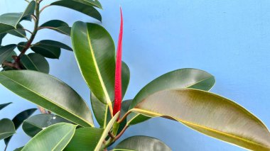 Ficus elastica 'nın (lastik bitki) canlı kırmızı kılıflı ve parlak yeşil yapraklı yakın çekimi, pastel mavi bir duvara dayanır. Botanik, doğa veya iç tasarım kavramları için ideal
