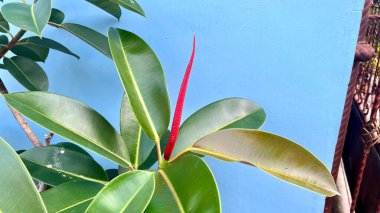 Ficus elastica 'nın (lastik bitki) canlı kırmızı kılıflı ve parlak yeşil yapraklı yakın çekimi, pastel mavi bir duvara dayanır. Botanik, doğa veya iç tasarım kavramları için ideal