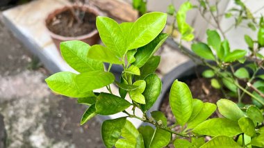 İnce kahverengi dallarda canlı yeşil yapraklar, çevre temalı tasarımlar için mükemmel arka planlar, organik kavramlar, botanik projeler, ya da sağlık görselleri için..