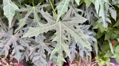 Doğanın özgeçmişi, botanik çalışmaları veya bitkisel organik kavramlar için karmaşık damar yapısı ve tropikal dokular içeren yemyeşil papaya yapraklarının (Carica papaya) yakın çekimi