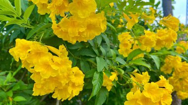 Parlak, egzotik, parlak sarı trompet çiçekleri (Tecoma stans) yaz temaları, tropikal bitki örtüsü ve yaratıcı projelerdeki doğa temaları için arka planda yemyeşil yapraklarla birlikte.