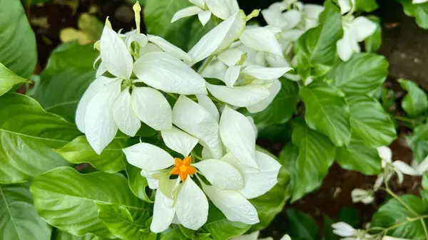 Canlı turuncu yıldız şeklindeki çiçek merkezli egzotik beyaz çiçeklerin (Mussaenda) yakın çekimi tropikal flora temaları, bahçe görselleri veya doğal güzellik ve botanik geçmişi için idealdir.