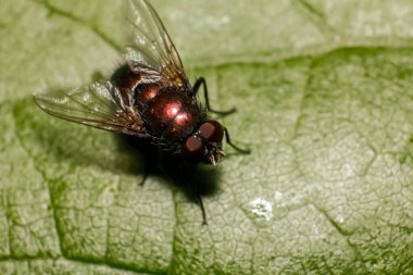 Lucilia Cuprina yeşil yaprakta uçar