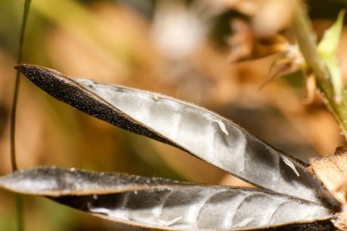 yakın - bir bitki yaprağının görünümü