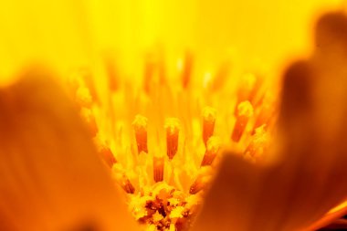 Büyük çiçekli kene tohumunun yakın plan görüntüsü