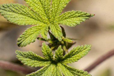 Genç kenevir yapraklarının makrosu.