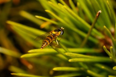 Sphaerophoria scripta. Uzun Uçan Sinek. Makro doğa.
