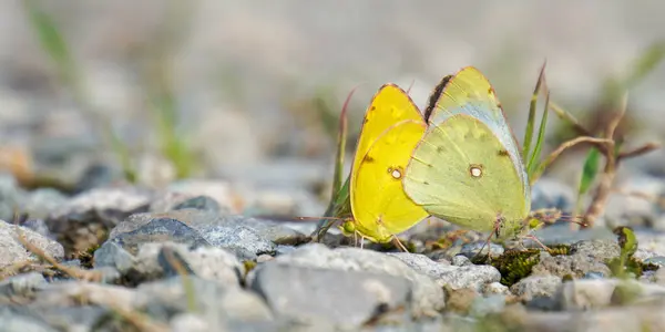 stock image Clouded sulfur butterflies mating on a blurred background