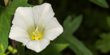 Yazın çalılıklarda tek bir çalı çiçeğinin (Calystegia sepium) kapanması