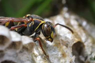 Yuvalarında kağıt eşekarılarının (Polistes rezillikleri) kapanışı