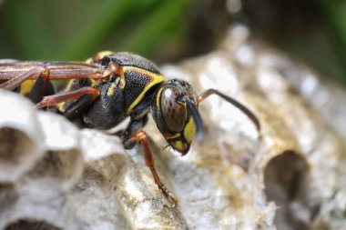 Yuvalarında kağıt eşekarılarının (Polistes rezillikleri) kapanışı