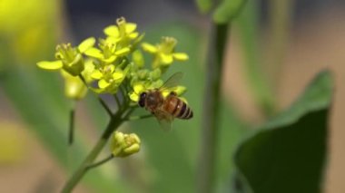 Bal arısına yaklaş ve sarı hardal çiçeğinin nektarını topla.