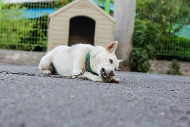 Beyaz köpek topla oynuyor.