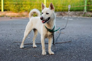 Bahçede zincirlenmiş beyaz köpek