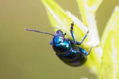 Yeşil çimenlikteki böcek