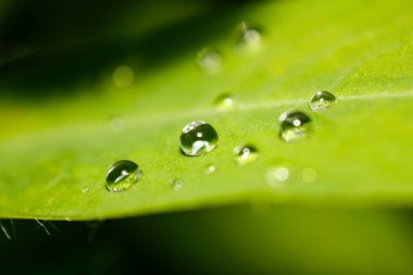 raindrops on fresh green leaves on a black background. Macro shot of water droplets on leaves. Waterdrop on green leaf after a rain.