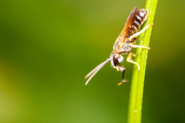 Bir yusufçuğun makro fotoğrafı