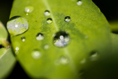 raindrops on fresh green leaves on a black background. Macro shot of water droplets on leaves. Waterdrop on green leaf after a rain.