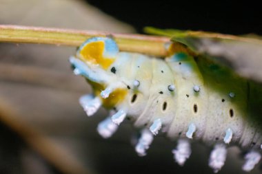 Makro çekimler, güzel doğa sahneleri. Yaklaş güzel kelebek tırtılı