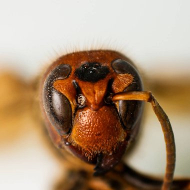 Beyaz arkaplandaki ölü eşekarısını kapat