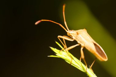 Bir Rice Stink Bug 'a (Oebalus pugnax) yakın çekim)