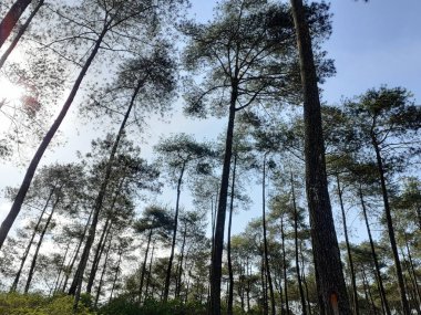 Çam ormanı ve mavi gökyüzü