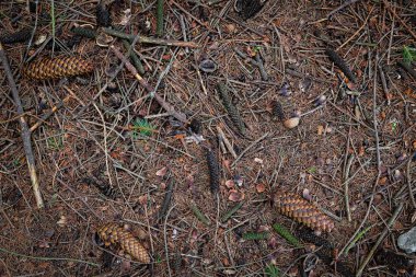 Çam ormanı. Yerde çam dalları var. Çam ağaçları
