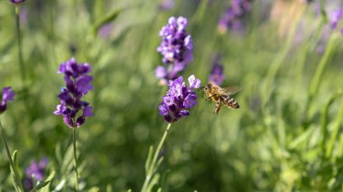 Mor bir çiçeğin üzerinde uçan bir arı