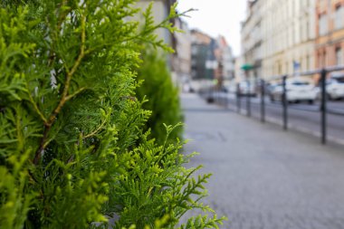 Yol boyunca yeşil fidanlar.