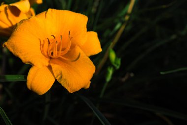 Sarı çiçekli yakın plan. Özgeçmiş ve sunumlar için. Makro