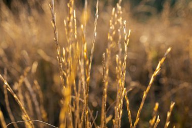 Buğday dikenlerine yakın çekim. Altın buğday.