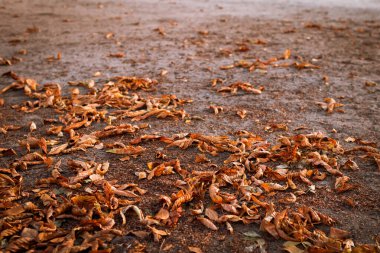 Düşen yapraklar yere düşer. Özgeçmiş ve sunumlar için. Sonbahar havası